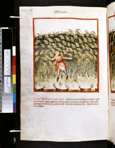 Theatrum sanitatis de Ububchasym de Baldach: "Milium", primera década del siglo XIV (miniatura) de Giovannino de
