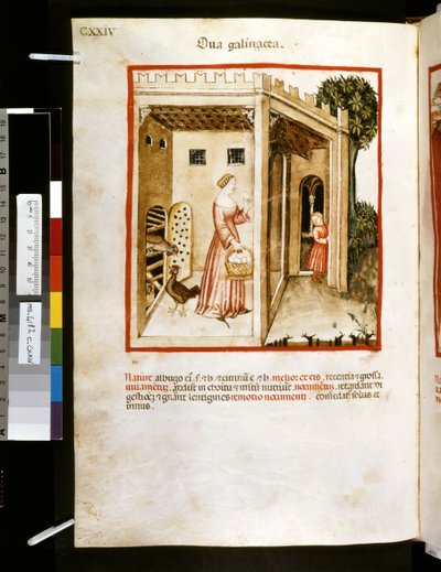 Theatrum sanitatis de Ububchasym de Baldach: "Ova Galinacea", primera década del siglo XIV (miniatura) de Giovannino de