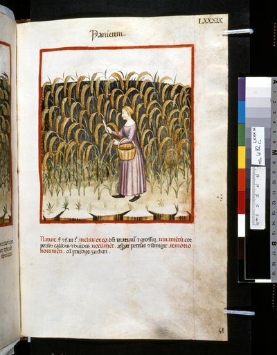 Theatrum sanitatis de Ububchasym de Baldach: "Panicum", primera década del siglo XIV (miniatura) de Giovannino de