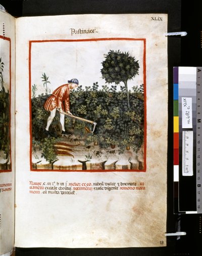 Theatrum sanitatis de Ububchasym de Baldach: "Pastinace", primera década del siglo XIV (miniatura) de Giovannino de