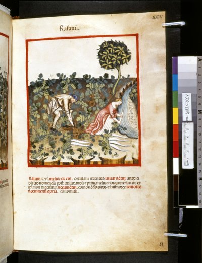 Theatrum sanitatis de Ububchasym de Baldach :