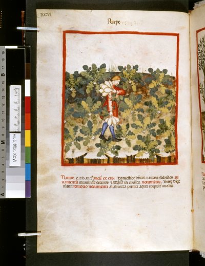 Theatrum sanitatis de Ububchasym de Baldach: "Violación", primera década del siglo XIV (miniatura) de Giovannino de