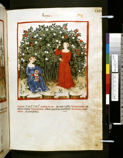Theatrum sanitatis de Ububchasym de Baldach: "Roxe", primera década del siglo XIV (miniatura) de Giovannino de