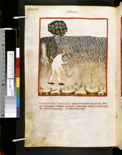 Theatrum sanitatis de Ububchasym de Baldach: "Siligo", primera década del siglo XIV (miniatura) de Giovannino de
