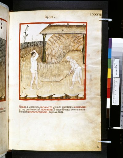 Theatrum sanitatis de Ububchasym de Baldach: "Spelta", primera década del siglo XIV (miniatura) de Giovannino de