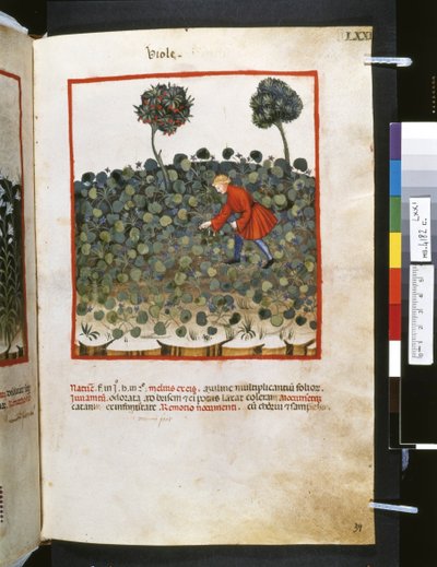 Theatrum sanitatis de Ububchasym de Baldach: "Viole", primera década del siglo XIV (miniatura) de Giovannino de