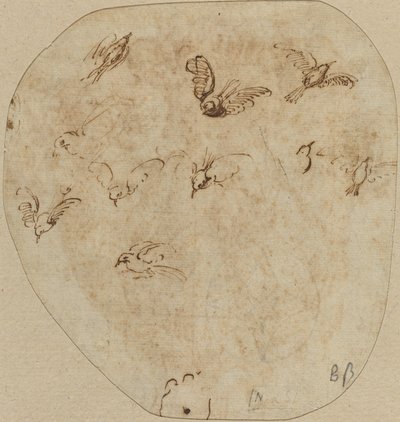 Aves en vuelo [verso] de Girolamo Mazzola Bedoli