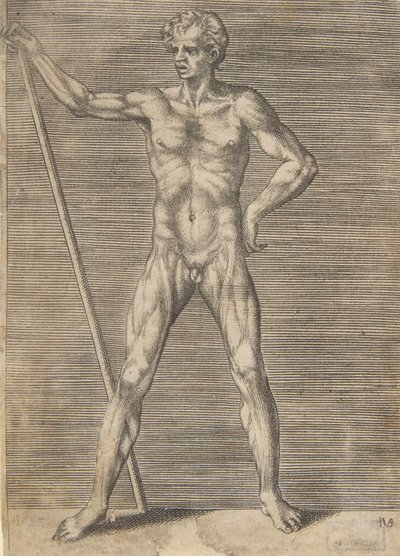 Hombre desollado visto de frente, sosteniendo un palo de Giulio Bonasone