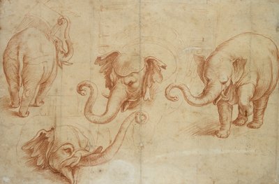 Cuatro estudios de un elefante de Giulio Romano