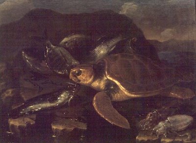 Naturaleza muerta con un pez y una tortuga de Giuseppe Recco