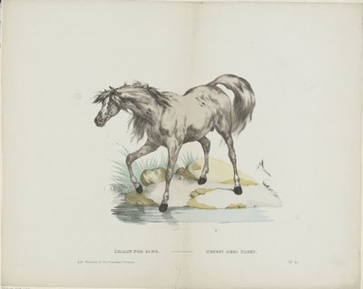 Étalon pur sang / Semental de sangre entera (título en el objeto) de Glenisson and Van Genechten