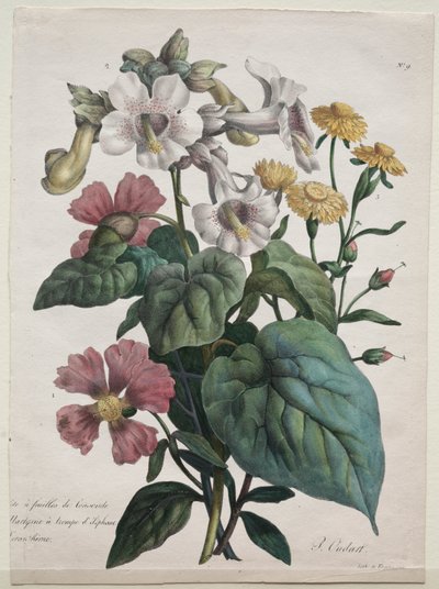 Martynia o Planta Unicornio de Godefroy Engelmann