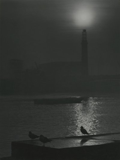 Siluetas de gaviotas al atardecer cerca del río Támesis de Godfrey Macdominic