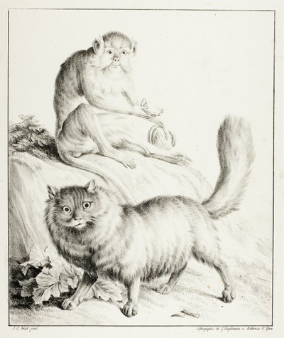 Gato y mono de Gottfried Engelmann