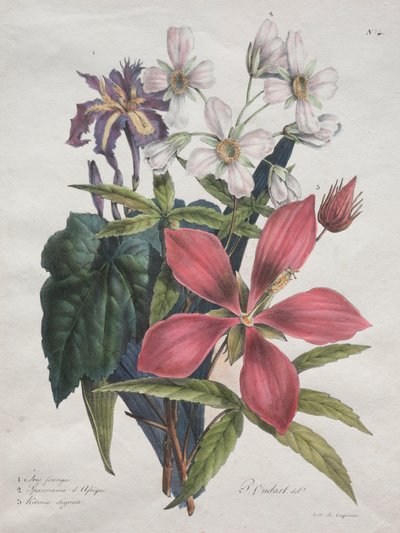 Curso de Historia Natural, que contiene las principales especies del reino animal, 1825 de Gottfried or Godefroy Engelmann
