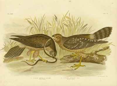 Aguilucho pálido o aguilucho manchado, 1891 de Gracius Broinowski