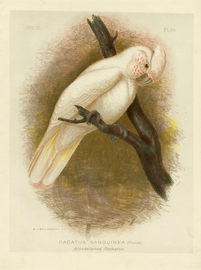 Cacatúa manchada de sangre de Gracius Broinowski