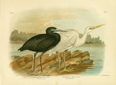 Garza de arrecife azul, 1891 de Gracius Broinowski