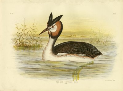 Somormujo Lavanco, 1891 de Gracius Broinowski