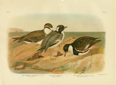 Chorlito encapuchado, 1891 de Gracius Broinowski
