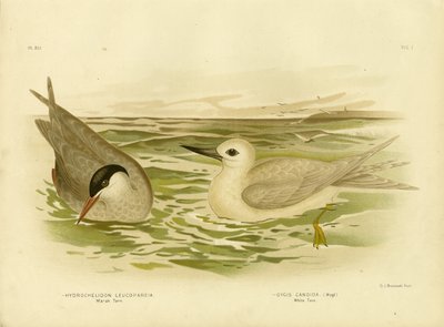 Charrán de marisma, 1891 de Gracius Broinowski