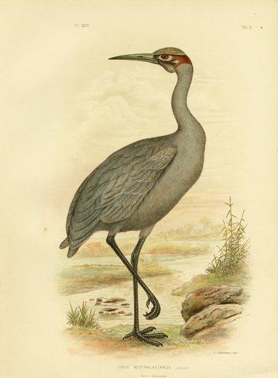 Compañero nativo o Brolga, 1891 de Gracius Broinowski