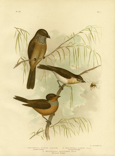 Olivaceous Thickhead o Olive Whistler, 1891 de Gracius Broinowski