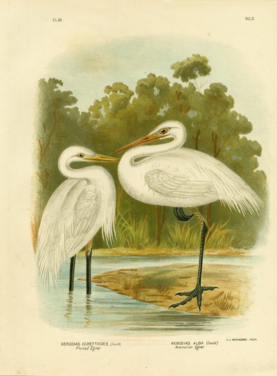 Garza pluma o garza intermedia, 1891 de Gracius Broinowski