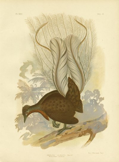 Ave lira del Príncipe Alberto, 1891 de Gracius Broinowski
