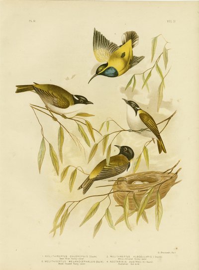 Mielero del río Swan, 1891 de Gracius Broinowski