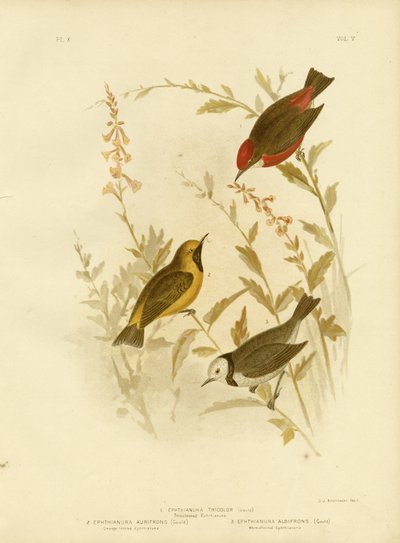 Ephthianura tricolor, 1891 de Gracius Broinowski