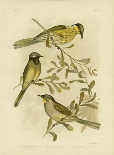 Mielero variado, 1891 de Gracius Broinowski