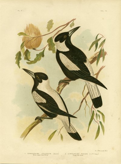 Alcaudón de lomo blanco, 1891 de Gracius Broinowski