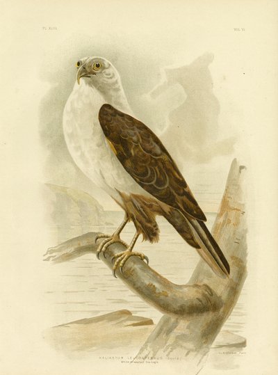 Águila marina de pecho blanco, 1891 de Gracius Broinowski