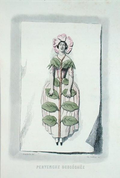 Pervinca marchita, de 
