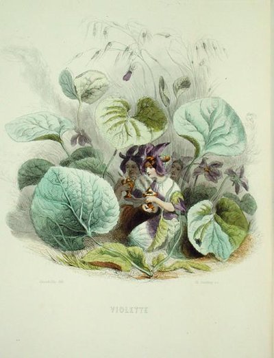 La violeta, de 