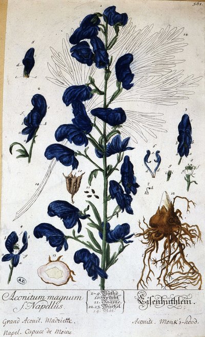 Aconito grande, capucha de monje (aconitum magnum) - en "Flores animadas" de Grandville, s. XIX de Grandville