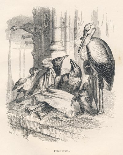 Muerte de un cuervo junto a su familia y una cigüeña. Viñetas ilustradas por JJ Granville. Grabado firmado Breviere en la parte titulada "Recuerdos de una vieja corneja" escrito por PJ Stahl en "Escenas de la vida privada y pública de los animales". París, de Grandville