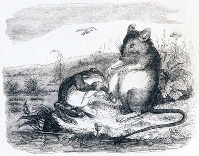 La rana y la rata - Fábulas de La Fontaine de Grandville