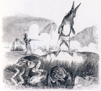 La liebre y las ranas - Fábulas de La Fontaine de Grandville