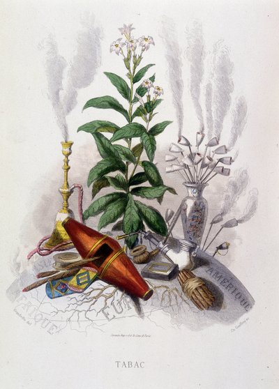 Planta de tabaco y utensilios para fumar - en 