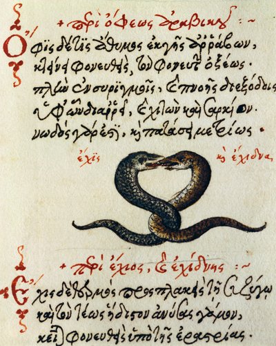 Acoplamiento de serpientes, prueba y miniatura de De animalium natura et proprietate libellus, por Aelianus (siglos II-III d.C.) de Greek School