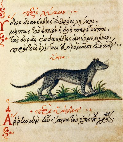 Tratado sobre la Hiena, texto y miniatura de De animalium natura et proprietate libellus, por Aelianus (siglos II-III d.C.) de Greek School