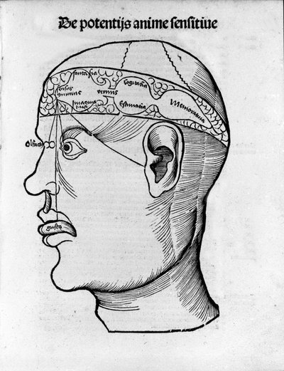 Corte del cerebro: estudio para la localización de diferentes funciones cerebrales. Grabado de “Margarita phylosophia” de Gregor Reisch (1467-1525), Bale de Gregor Reisch