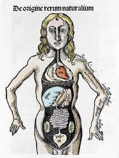 Sección del cuerpo humano - en 