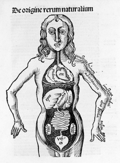 Sección del cuerpo humano en 