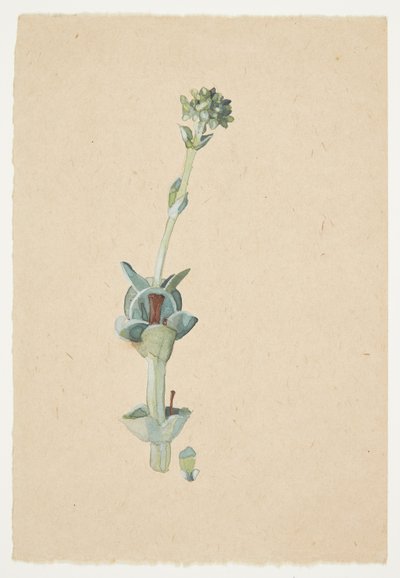Estudio de una flor de Gudrun Traustedt