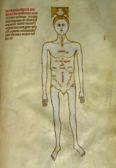 Anatomía y tablas quirúrgicas: localización de los órganos masculinos. En el "Liber notabilium Philippi septimi francorum regis, a libris Galieni extratus" de Gui de Pavia hacia 1345. Chantilly, Museo Conde de Guido da Vigevano da Pavia