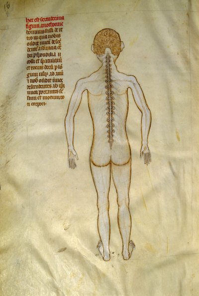 Anatomía y tablas quirúrgicas: médula espinal (en las vértebras de la columna vertebral). En el "Liber notabilium Philippi septimi francorum regis, a libris Galieni extratus" de Gui de Pavia hacia 1345. Chantilly, Museo Conde de Guido da Vigevano da Pavia
