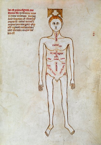 Cirugía: representación del cuerpo humano. Miniatura en el "Liber notabilium Philippi septimi francorum regis, a libris Galieni extractus" escrito por Gui (Guy) de Pavía de Guido da Vigevano da Pavia